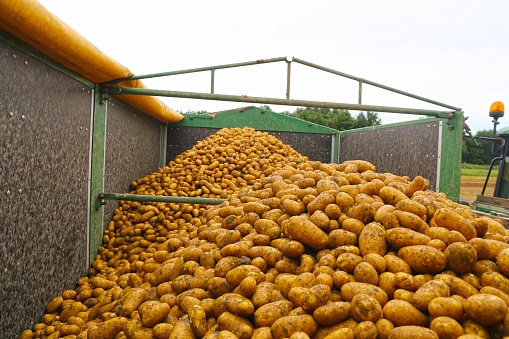 Agricultural potato harvest with harvester, Germany