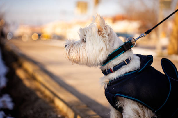 istock Curious West Highland White Terrier dog 1957395593