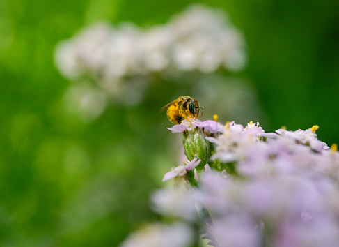 Bees gather honey
