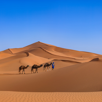 This panoramic landscape is an very high resolution multi-frame composite and is suitable for large scale printing.  Tuareg with camels on the western part of The Sahara Desert in Morocco. The Sahara Desert is the world's largest hot desert.