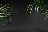 Palm green leaves on dark gray background for display