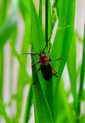 Cantharis fusca, small soft-bodied beetle on green grass, Ukraine