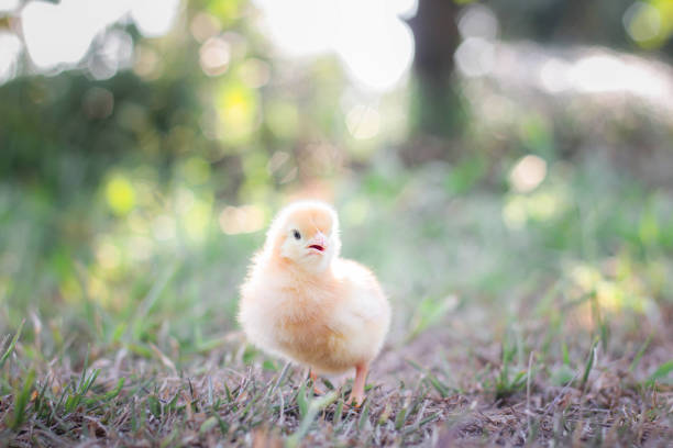istock A chicken baby in the garden 1957429055