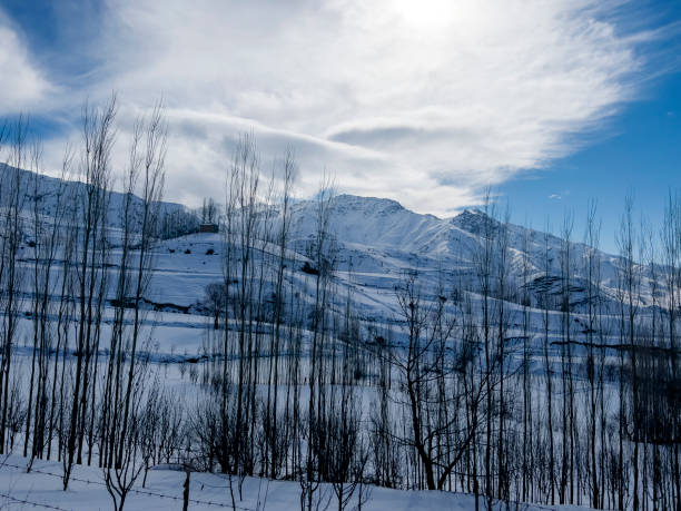 the mountains and the poplars - photography branch tree day - fotografias e filmes do acervo