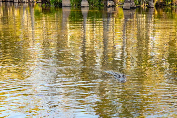 Swamps of Louisiana. Feeding of alligator in their natural habitat. Rich wildlife in the New Orleans area. Boat excursion to the protected areas of the Mississippi Basin. Journey to America