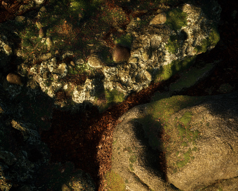 Forest ground with mossy rocks and boulders.
