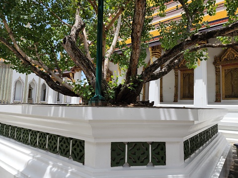 Ficus religiosa is a large deciduous tree. Branches form straight bushes. It is a sacred tree according to Buddhist beliefs. Location: Wat Phra Kaew, Bangkok, Thailand