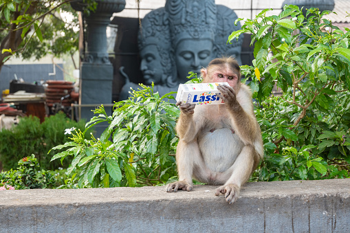 Mumbai, Maharashtra, India, 2nd of January 2024, Wild monkey drinking Lassi,