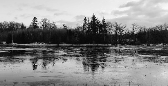 Black and white waterlogged forest