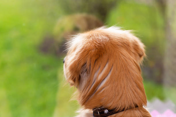 Cute Labrador Golden retriever dog looking through window back view.Closeup.