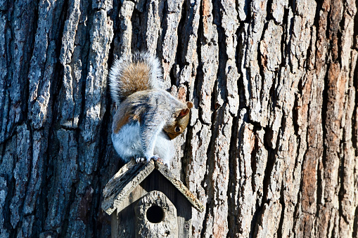 An Eastern Gray Squirrel clean itself atop a weathered bird feeder attached to a mature white oak tree on a sunny day.