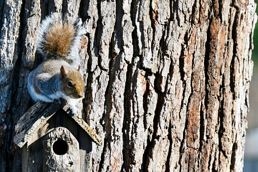 An Eastern Gray Squirrel sits atop a weathered bird feeder attached to a mature white oak tree on a sunny day.