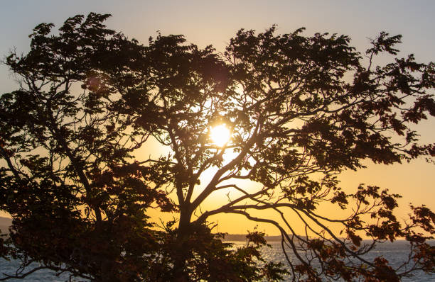 Silhouette of a tree on the sea at sunset.
