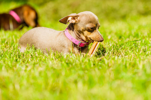 Little dogs dachshund and pinscher ratter prazsky krysarik crossbreed playing outside on grass during summer spring weather