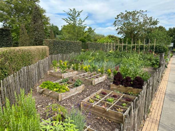 istock Organic vegetable garden 1957558184