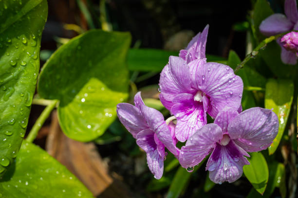 Bright purple orchid with water drops on a background of green leaves.