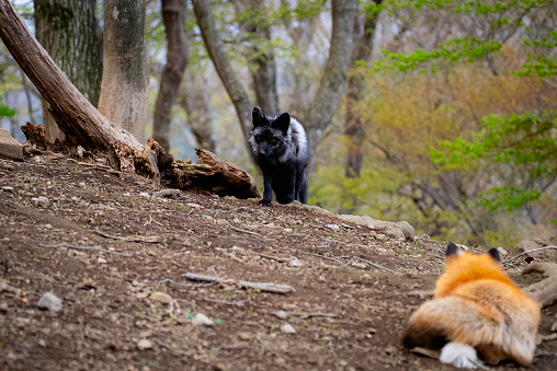 black fox walking