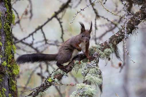 Red squirrel or Eurasian red squirrel (Sciurus vulgaris) in a larch tree in Gspon (Staldenried, Switzerland)