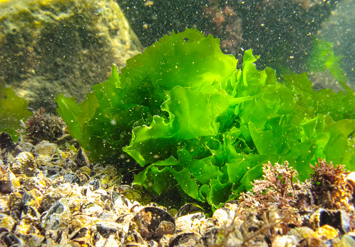 Underwater landscape, Black Sea. Green algae on the seabed (Ulva, Enteromorpha), Bulgaria