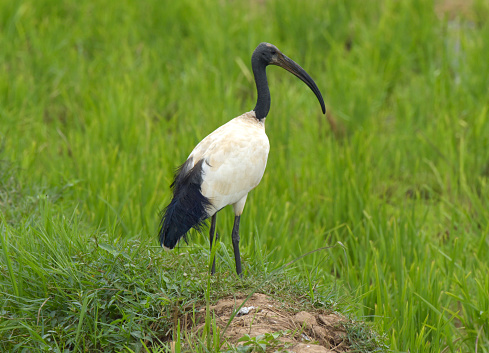 African Sacred Ibis.
The African sacred ibis (Threskiornis aethiopicus) is a species of ibis, a wading bird of the family Threskiornithidae. It is native to much of Africa, as well as small parts of Iraq, Iran and Kuwait. It is especially known for its role in Ancient Egyptian religion, where it was linked to the god Thoth. The species is currently extirpated from Egypt.