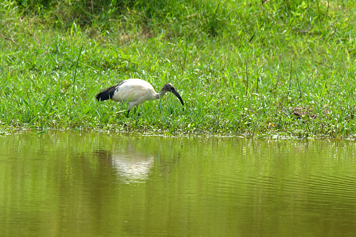 African Sacred Ibis.
The African sacred ibis (Threskiornis aethiopicus) is a species of ibis, a wading bird of the family Threskiornithidae. It is native to much of Africa, as well as small parts of Iraq, Iran and Kuwait. It is especially known for its role in Ancient Egyptian religion, where it was linked to the god Thoth. The species is currently extirpated from Egypt.