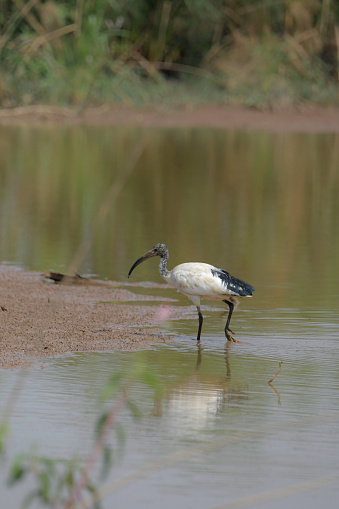 African Sacred Ibis.
The African sacred ibis (Threskiornis aethiopicus) is a species of ibis, a wading bird of the family Threskiornithidae. It is native to much of Africa, as well as small parts of Iraq, Iran and Kuwait. It is especially known for its role in Ancient Egyptian religion, where it was linked to the god Thoth. The species is currently extirpated from Egypt.