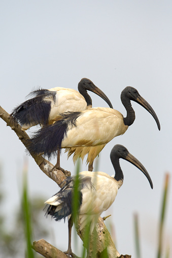 African Sacred Ibis.
The African sacred ibis (Threskiornis aethiopicus) is a species of ibis, a wading bird of the family Threskiornithidae. It is native to much of Africa, as well as small parts of Iraq, Iran and Kuwait. It is especially known for its role in Ancient Egyptian religion, where it was linked to the god Thoth. The species is currently extirpated from Egypt.