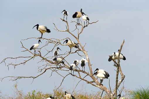 African Sacred Ibis.
The African sacred ibis (Threskiornis aethiopicus) is a species of ibis, a wading bird of the family Threskiornithidae. It is native to much of Africa, as well as small parts of Iraq, Iran and Kuwait. It is especially known for its role in Ancient Egyptian religion, where it was linked to the god Thoth. The species is currently extirpated from Egypt.