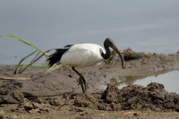 istock African Sacred Ibis 1957580477