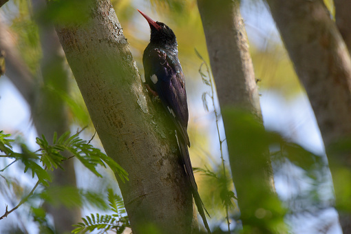 Green Wood Hoopoe.\nThe green wood hoopoe (Phoeniculus purpureus) is a large, up to 44 cm (17 in) long tropical bird native to Africa. It is a member of the family Phoeniculidae, the wood hoopoes, and was formerly known as the red-billed wood hoopoe.
