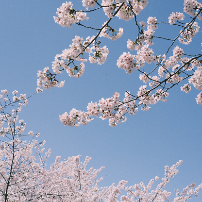 Cherry blossoms in spring are under the blue sky.