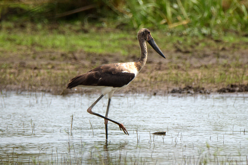 Saddle-billed Stork.
The saddle-billed stork or saddlebill (Ephippiorhynchus senegalensis) is a large wading bird in the stork family, Ciconiidae. It is a widespread species which is a resident breeder in sub-Saharan Africa from Sudan, Ethiopia, Rwanda and Kenya south to South Africa, and in The Gambia, Senegal, Côte d'Ivoire and Chad in west Africa. It is considered endangered in South Africa.

It is a close relative of the widespread Asian and Australian black-necked stork, the only other member of the genus Ephippiorhynchus.