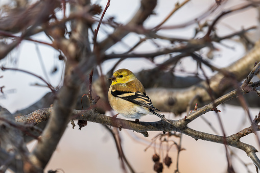 American Goldfinch sitting on a branch on an overcast winter day.  In winter males and females alike are colored in subtler brown. Flocks of goldfinches congregate in weedy fields and at feeders.