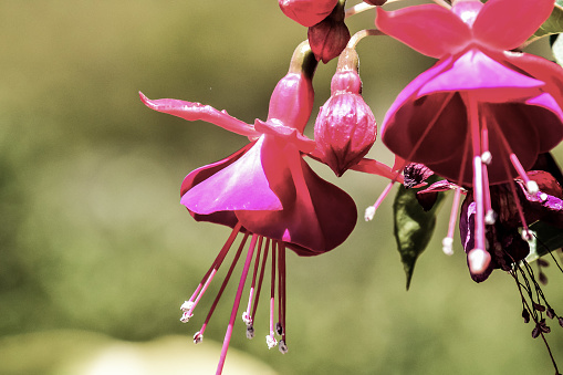 Photo Picture of Beautiful Blooming Flower Background