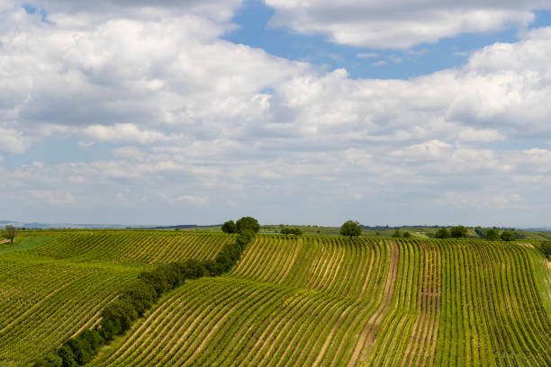 istock Spring vineyard near Cejkovice, Southern Moravia, Czech Republic 1957624809