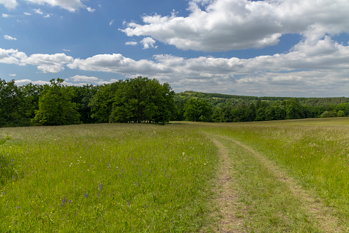 Field of grass and perfect sky background