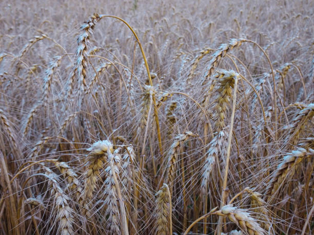 Field of golden ripe wheat with bright sunbeams.