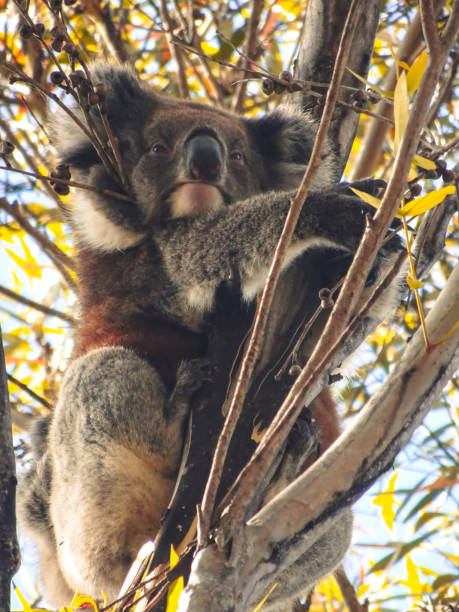 koala bär australien tier - koala australia sydney australia animal stock-fotos und bilder
