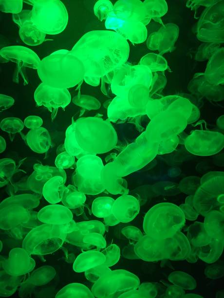 Glowing Green Jellyfish Swarm Underwater