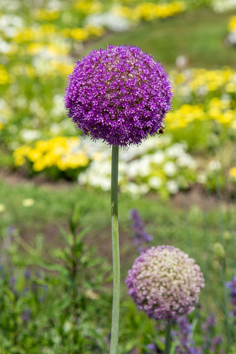 Purple Allium Ambassador flowers with a flower meadow in the background.