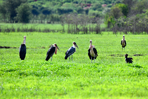 Marabou Stork.
The marabou stork (Leptoptilos crumenifer) is a large wading bird in the stork family Ciconiidae native to sub-Saharan Africa. It breeds in both wet and arid habitats, often near human habitation, especially landfill sites. It is sometimes called the 