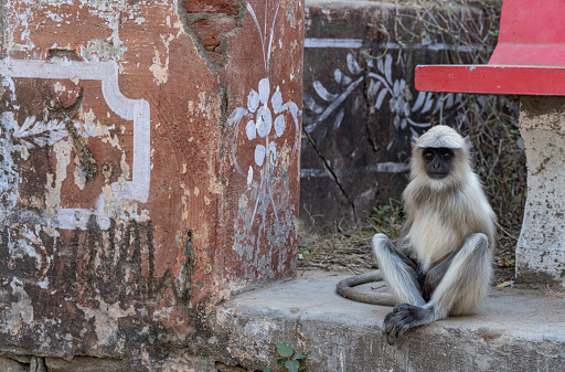 Wild Northern plains gray langur monkey troop in a village in the Jawai region of Rajasthan, India Asia.