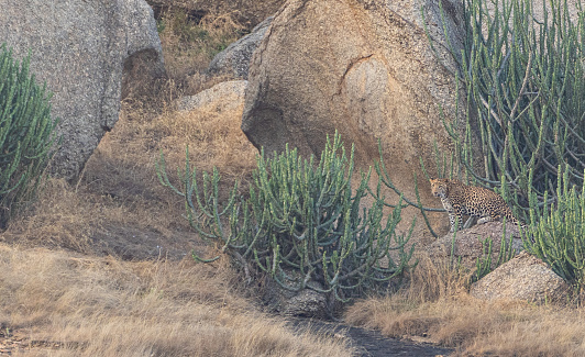 Wild leopard hunting small game in the dramatic boulder covered landscape in the Jawai region of Rajasthan, India Asia.