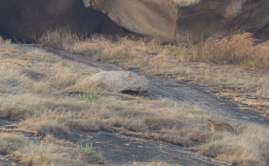 Wild leopard hunting small game in the dramatic boulder covered landscape in the Jawai region of Rajasthan, India Asia.