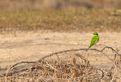 Asian Green Bee-eater bird in the dramatic boulder covered landscape in the Jawai Region of Rajasthan, India Asia.