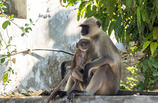 Wild Northern plains gray langur monkey troop in a village in the Jawai region of Rajasthan, India Asia.