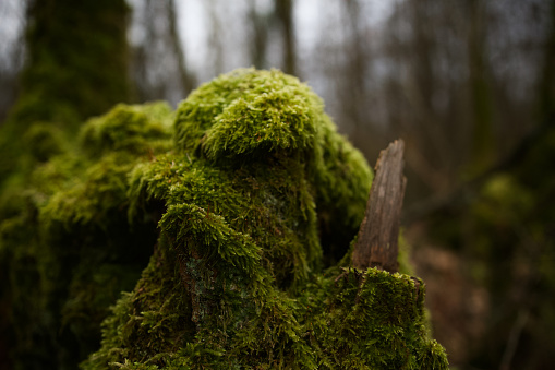 Dark malicious fairy character composed of a moss-covered tree stump in a dark forest.