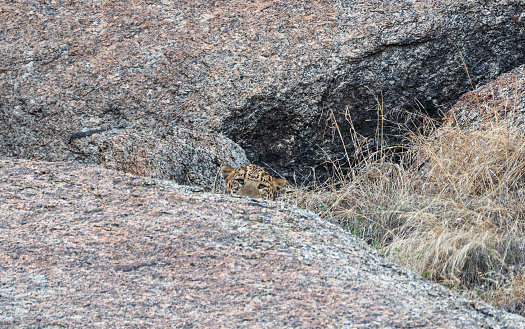 Wild leopard in the dramatic boulder covered landscape in the Jawai region of Rajasthan, India Asia.