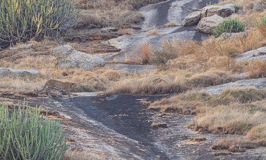 Wild leopard hunting small game in the dramatic boulder covered landscape in the Jawai region of Rajasthan, India Asia.