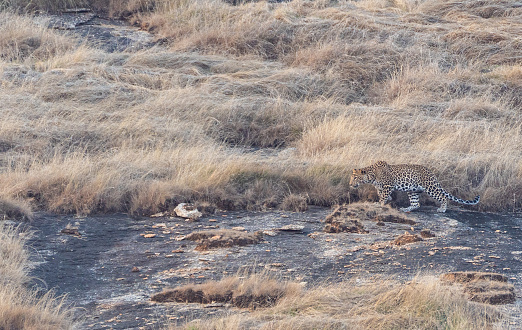 Wild leopard hunting small game in the dramatic boulder covered landscape in the Jawai region of Rajasthan, India Asia.